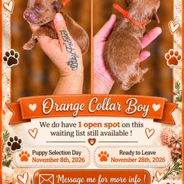 Sunshines Fall Harvest Boys Maple - Red male Cavapoo puppy in Harrah, Oklahoma from Sunshines Pomeranians & Cavapoos