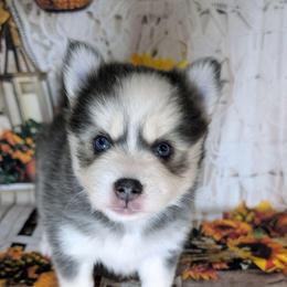 Aura (blue) - 2300 - Blue female Pomsky puppy in Spring Hill, Florida from www.PuppyTimeEmporium.com