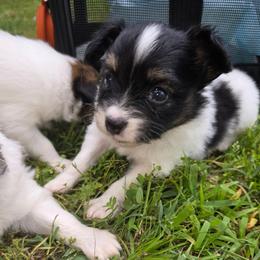 COFFEE - White black and tan male Papillon puppy in Hollister, Missouri from Swan Creek Kennel