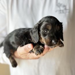 Duke - Brindle male Dachshund puppy in Skiatook, Oklahoma from Willies Weinies
