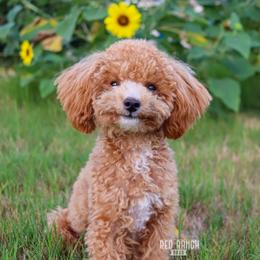 Wyatt - Poodle
