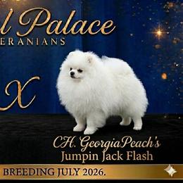 Pomeranian puppies from Royal Palace Pomeranians