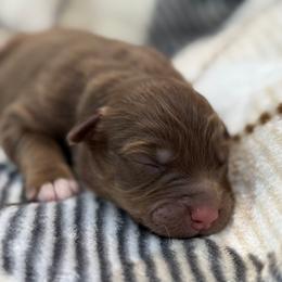 Rick - Red tri-color male Australian Shepherd puppy in Nicholasville, Kentucky from Sugar Creek Aussies