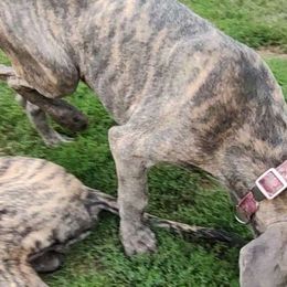 Faith - Great Dane puppy from Not So Dainty Danes