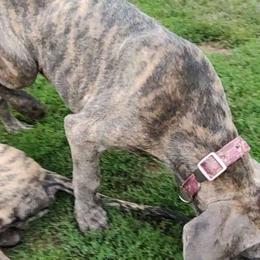 Faith - Great Dane puppy from Not So Dainty Danes
