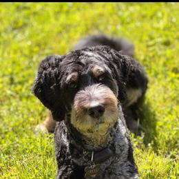 Creed - Bernedoodle