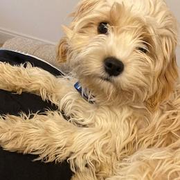 Chloe - Cavachon