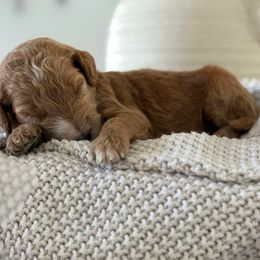 Belle - Red  female Goldendoodle puppy in Brooksville, Florida from Abby’s Standard Goldendoodles