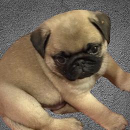 Bulldogs and Pugs from Tenpennypups