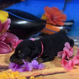 Fergie - Black and rust female Doberman Pinscher puppy in Aredale, Iowa from Royal Dynasty Dobermann Kennel