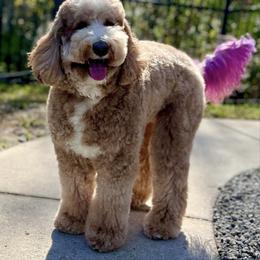 Goldendoodle Puppies from The Doodle House