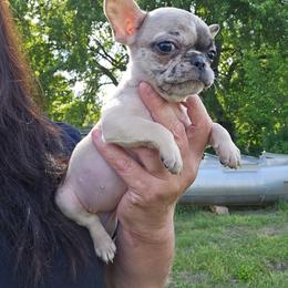 Girl 1 - Fawn brindle and white female French Bulldog puppy in Lansing, Michigan from Black Thunder 517 Dachshunds and frenchies