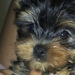 Maltese and Yorkshire Terriers from YorkieLover