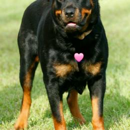 Brea - Rottweiler