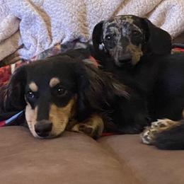 Dachshund Puppies from P&P Dachshunds