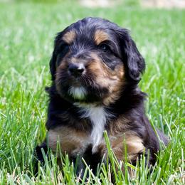 Winton - Black phantom male Aussiedoodle puppy in Decatur, Illinois from Signature Doodles