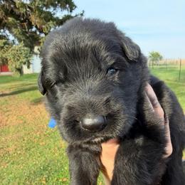 Boy 2 - Black male German Shepherd puppy in Valley Springs, South Dakota from Von Pasch German Shepherds