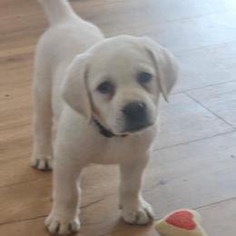 Boy Black collar - Yellow male Labrador Retriever puppy in Santa Clarita, California from Five Star Labradors