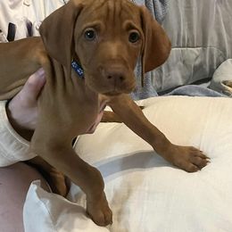 JOEY - male dark blue collar - male Vizsla puppy in Oswego, Illinois from Vizslas of Illinois