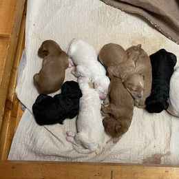Goldendoodle Puppies from Goldendoodles on the Hill