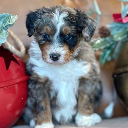 Cane - Blue merle male Aussiedoodle puppy in Burbank, Ohio from Berns & Doodles