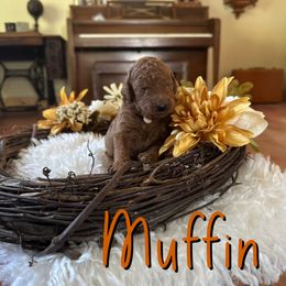 Muffin - Red  female Poodle puppy in Dayton, Texas from Wolfe Island Poodles