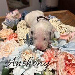 Anthony - White and black male Dalmatian puppy in Mount Vernon, Missouri from Spots & Spirals