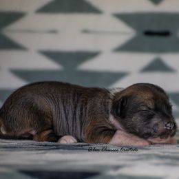 Chinese Crested Puppies from Qilin Chinese Crested