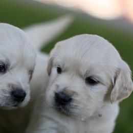 Yukon - Light golden male Golden Retriever puppy in Payette, Idaho from Stonewick Retrievers