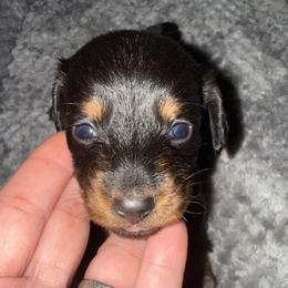 Beau - Black and tan male Dachshund puppy in Connersville, Indiana from MoonShine Babies