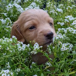 Dachshund Puppies from Az's B&B Doxies