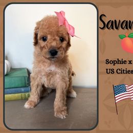 Savannah - Apricot female Goldendoodle puppy in Hilton, New York from The House of Goldendoodle