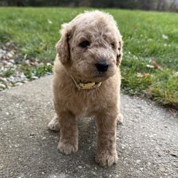 Gopher - Tan - Red  male Goldendoodle puppy in Kent City, Michigan from Hannah Mae Doodles