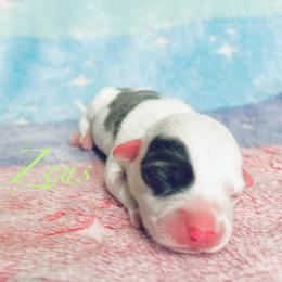Zeus - Gray and white male American Corgi puppy in Cocoa, Florida from Cascadian Space Coast Corgis LLC