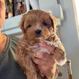 Lady Liberty - Apricot female Maltipoo puppy in Southern,, California from Maltipoo Tiny Pups & More