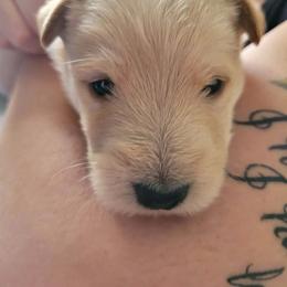Scottish Terrier puppies from McCulley's Battle Born Scotties