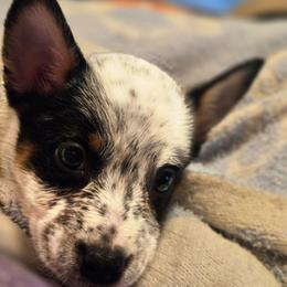 Girl 3 - Blue mottled female Australian Cattle Dog puppy in Monroe, North Carolina from Creek View Cattle Dogs