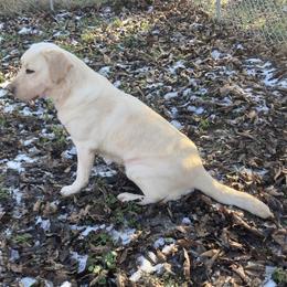 Labrador Retriever puppies from Bristol Bay Labradors