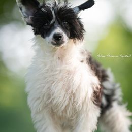 Chinese Crested Puppies from Qilin Chinese Crested