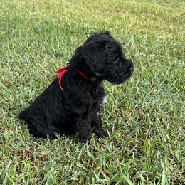 Miniature Schnauzer Puppies from Cedar Ridge Ranch Mini Schnauzers
