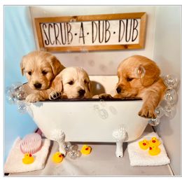 Golden Retriever Puppies from Suzy’s Golden Girls