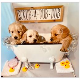Golden Retriever Puppies from Suzy’s Golden Girls