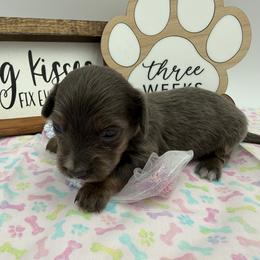 Coco - Blue and tan female Dachshund puppy in Waseca, Minnesota from Dragonfly Doxies
