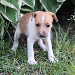 Cooper - Tan and white male Jack Russell Terrier puppy in West Bend, Iowa from Blue Skies Terriers