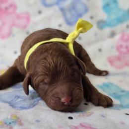 Girl 2 - Red  female Goldendoodle puppy in Austin, Texas from Austin Doodles & Poodles