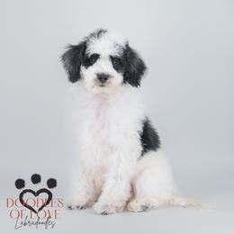 Dasher - Tri-color male Labradoodle puppy in Travelers Rest, South Carolina from Doodles of Love Labradoodles