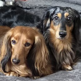 Dachshunds from Uptown Doxies LLC