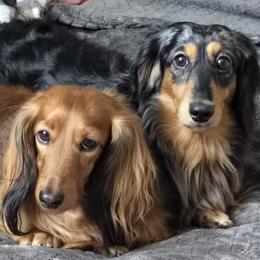 Dachshunds from Uptown Doxies LLC