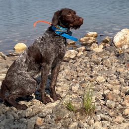 Pepper - Wirehaired Pointing Griffon