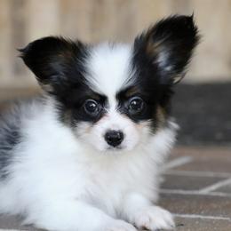 Nikolai - White black and tan male Papillon puppy in Boardman, Ohio from Taliaferro Kennel